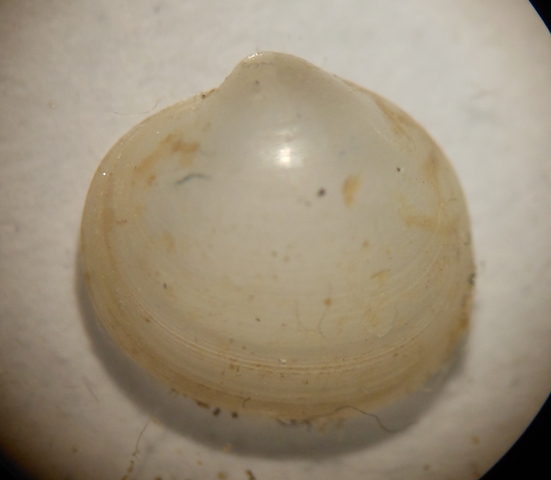 Bivalve da id.